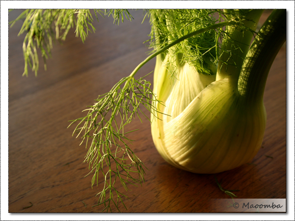 Fennel Bulb
