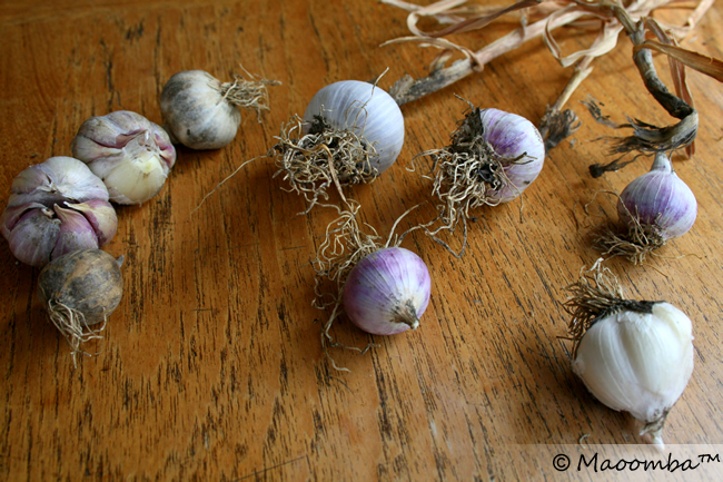 heirloom garlic