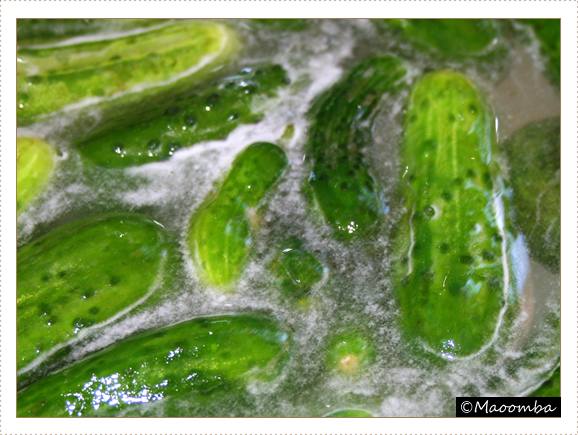 Brining pickling cukes in a salt bath