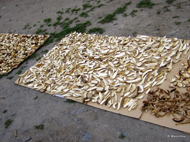 Tuvan Village Mushrooms